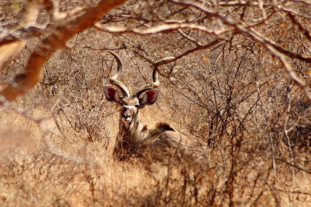 Stevensford Game Reserve