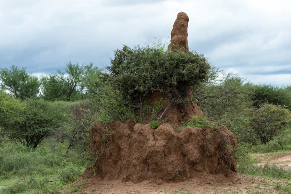 Stevensford Game Reserve