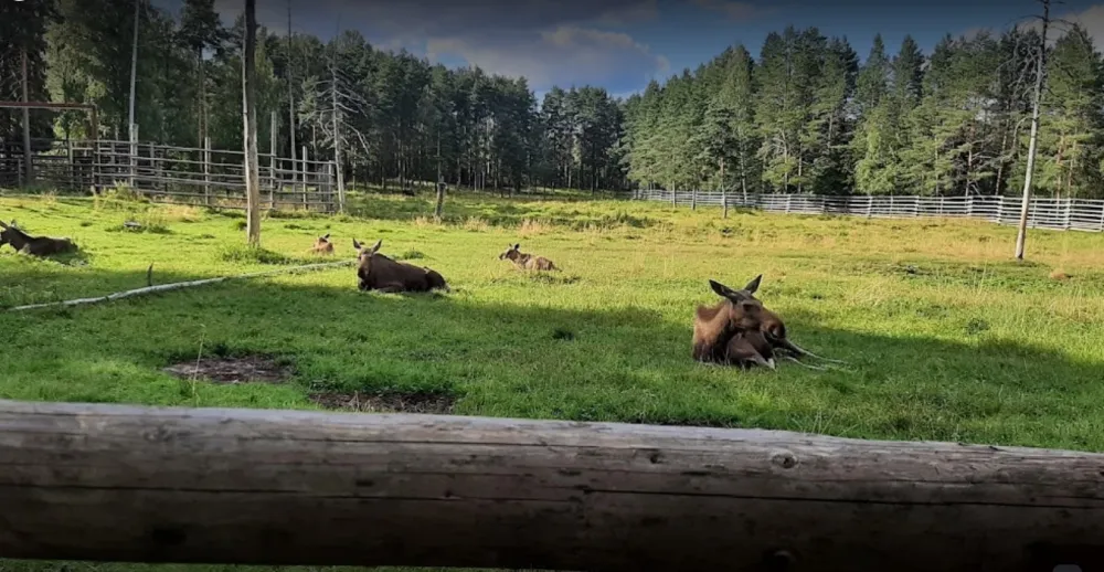 Ähtäri Zoo Camping