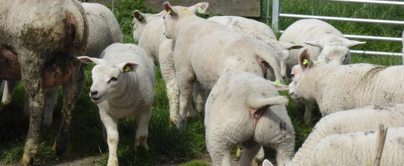 Boerencamping Manuel Hoeve