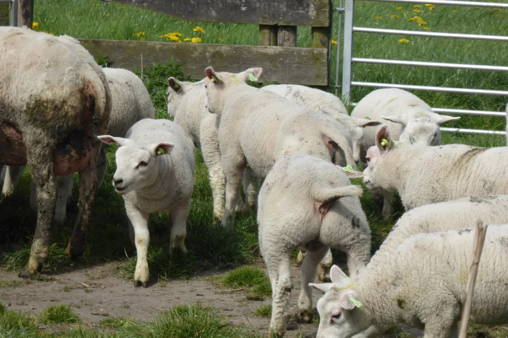 Boerencamping Manuel Hoeve