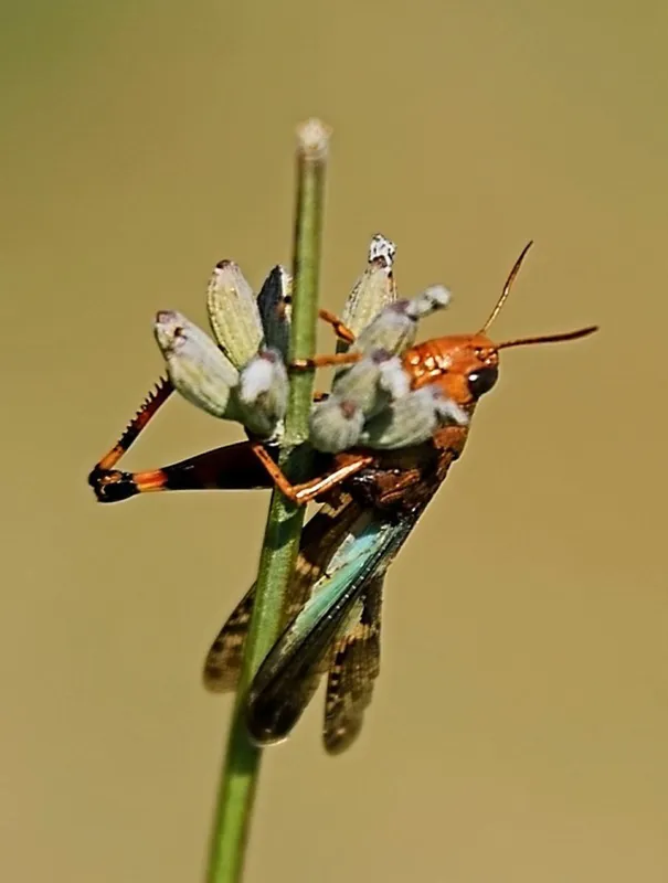 Aire Naturelle La Condamine