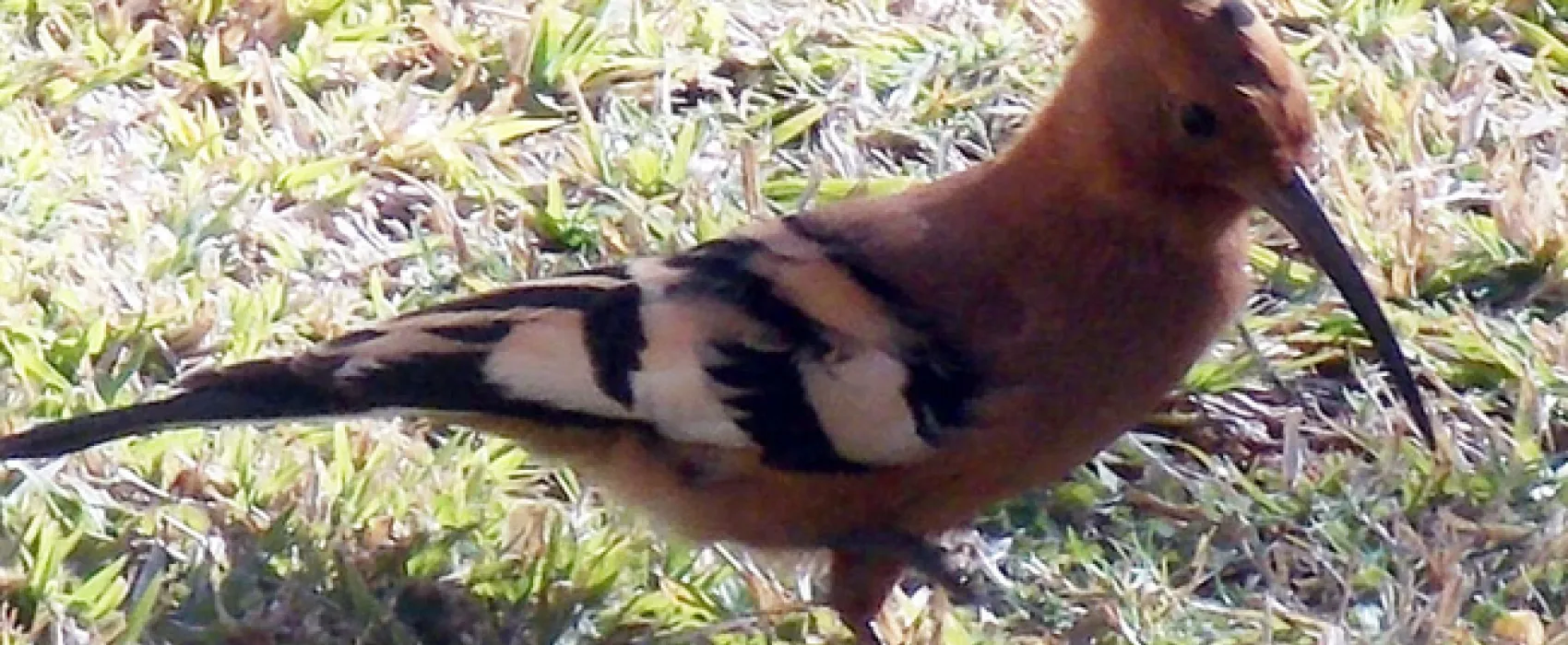 Silwerrand Guest Farm