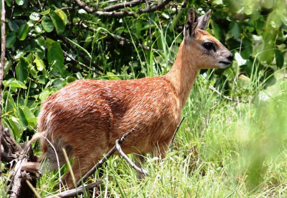 Silwerrand Guest Farm
