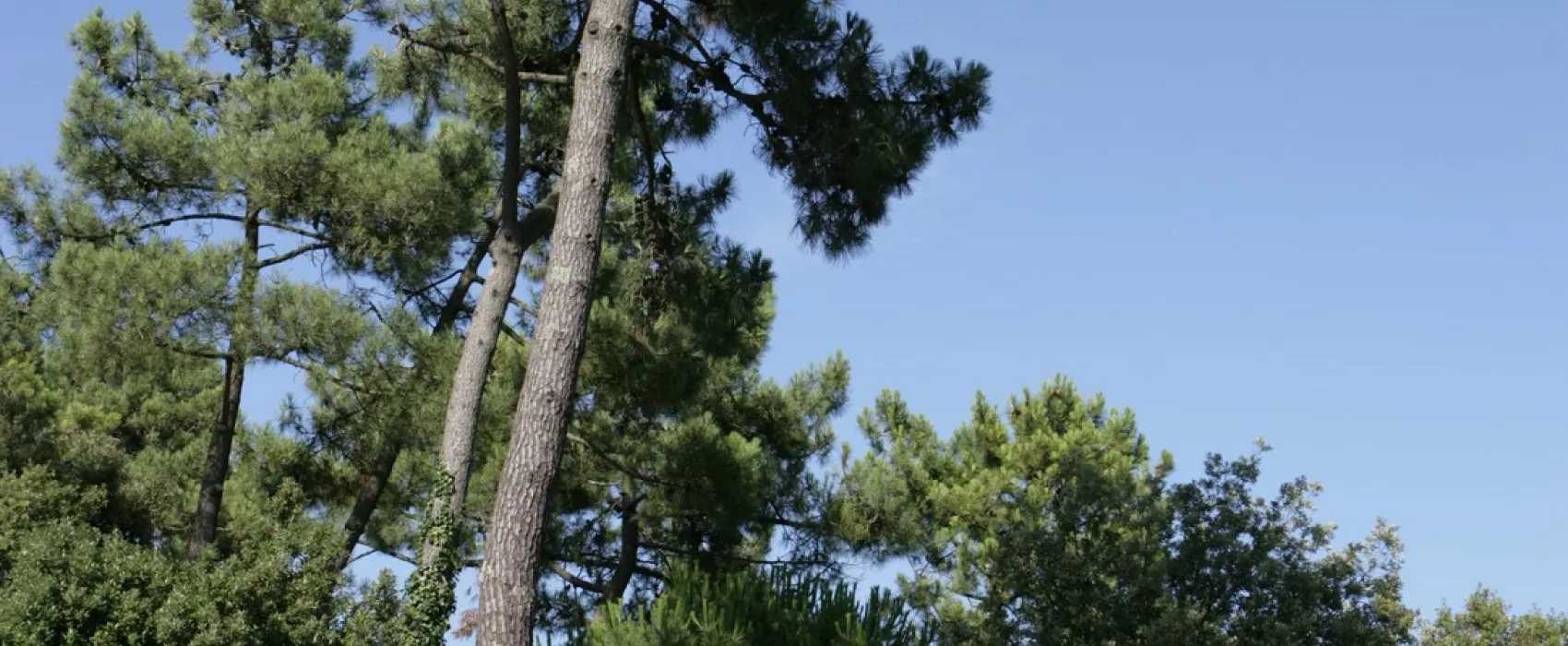 Siblu - Le Bois Dormant