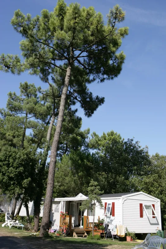 Siblu - Le Bois Dormant