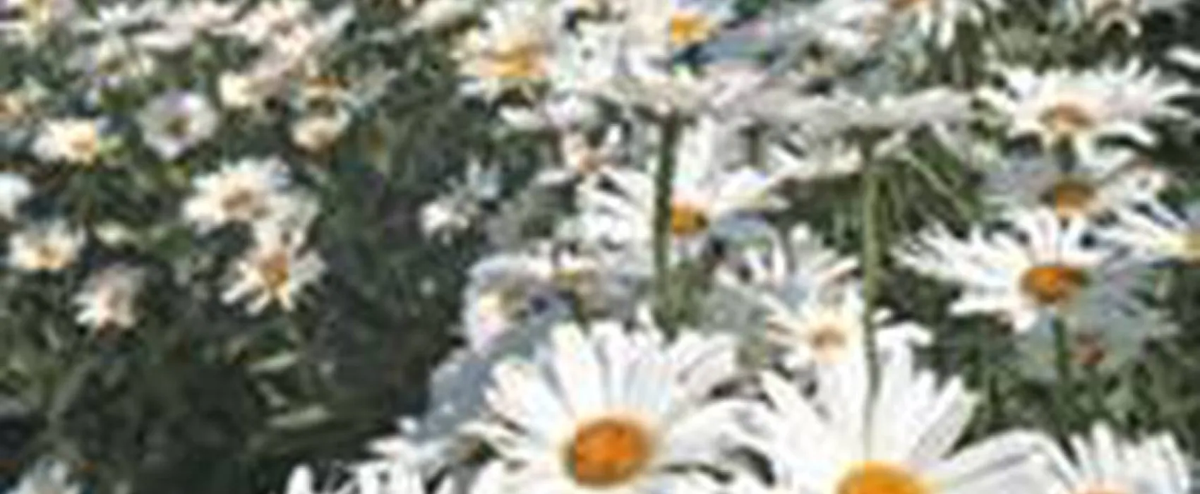 Mother Ivey's Bay Caravan Park