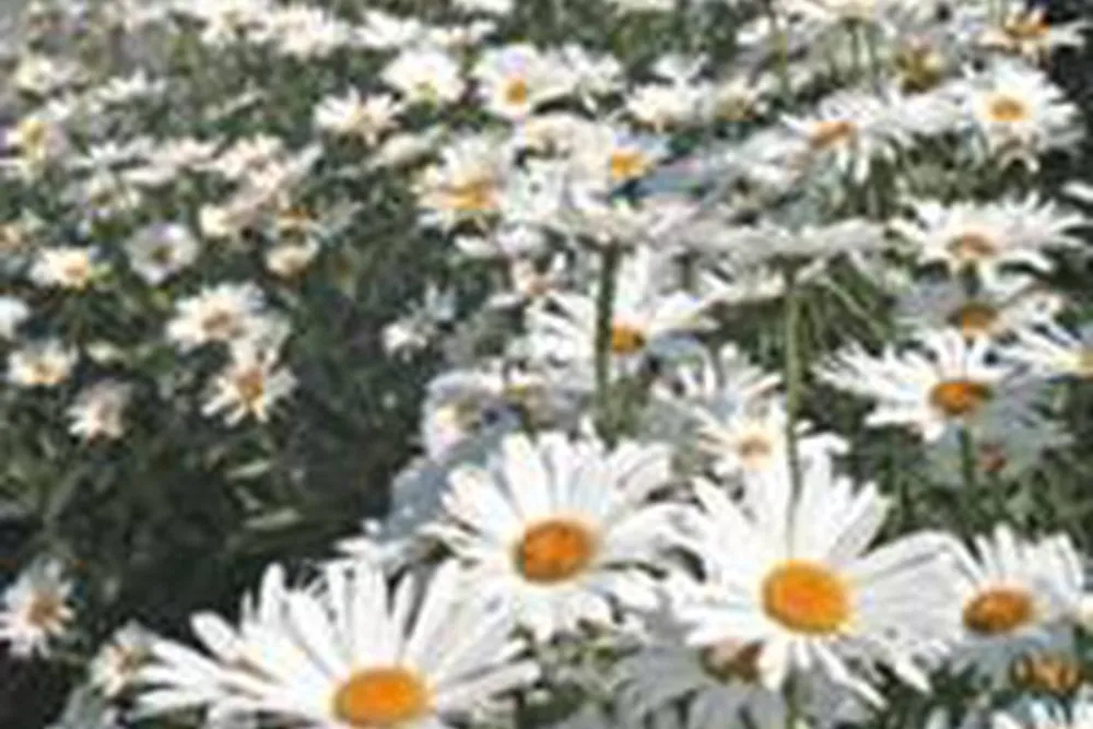 Mother Ivey's Bay Caravan Park