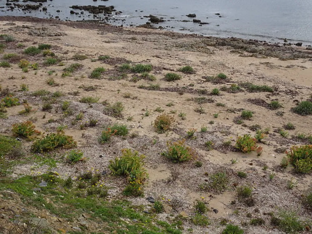 Wallaroo Overnight Camping Area Campground