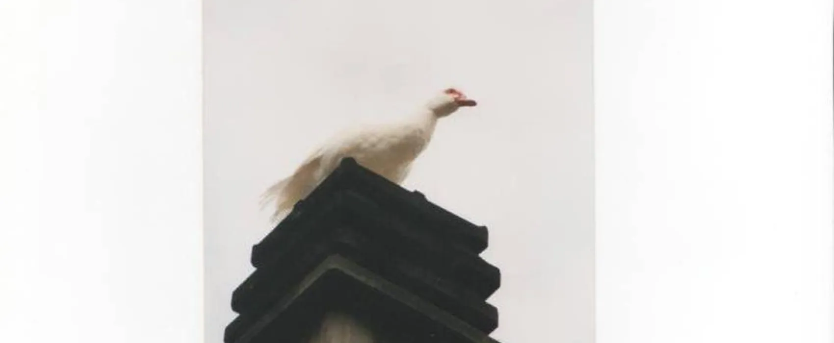 L'Arca di Noé Agricamp