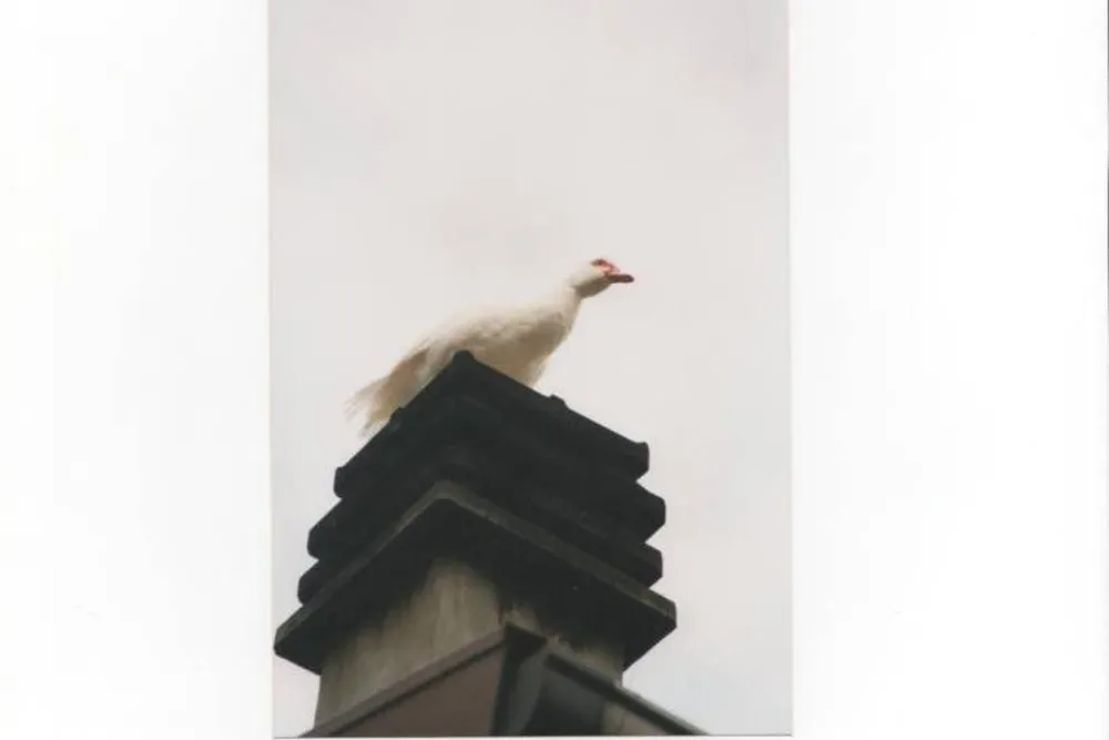 L'Arca di Noé Agricamp