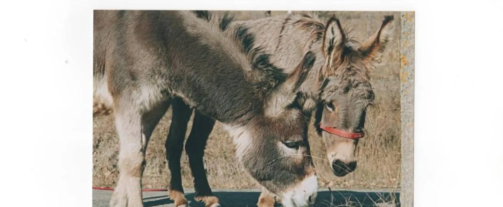 L'Arca di Noé Agricamp