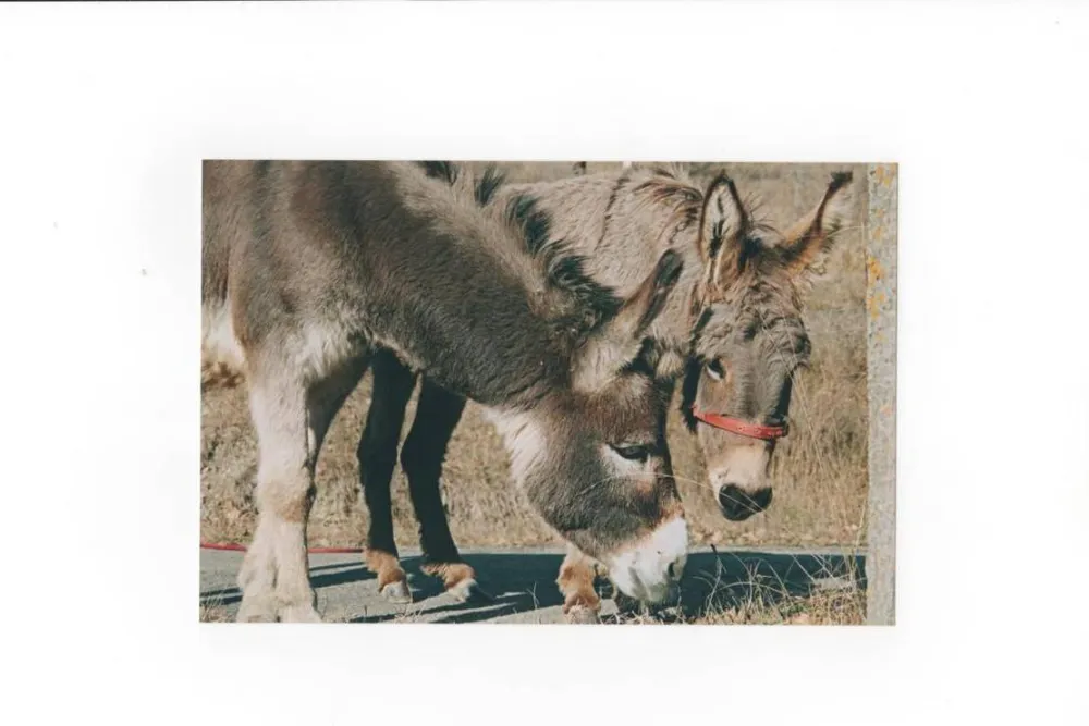 L'Arca di Noé Agricamp