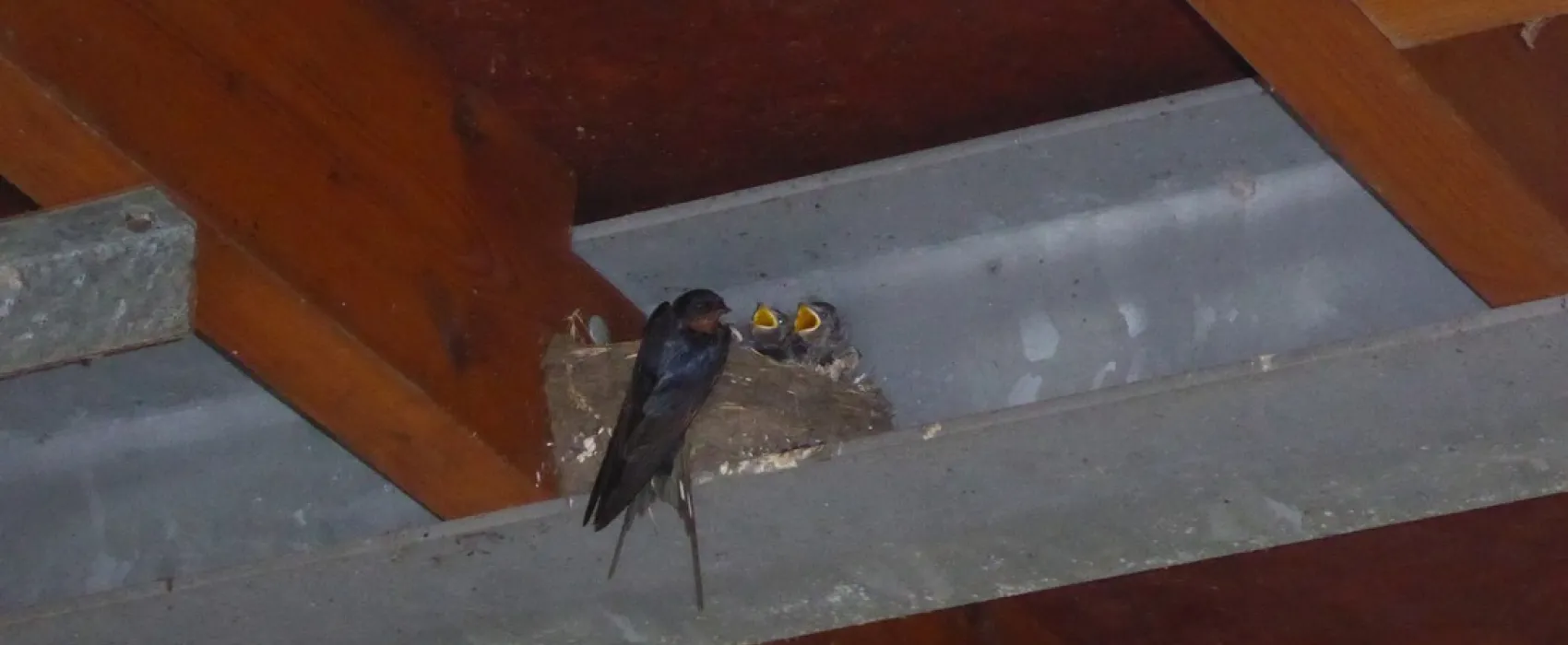 Kampeerboerderij De Baankreis