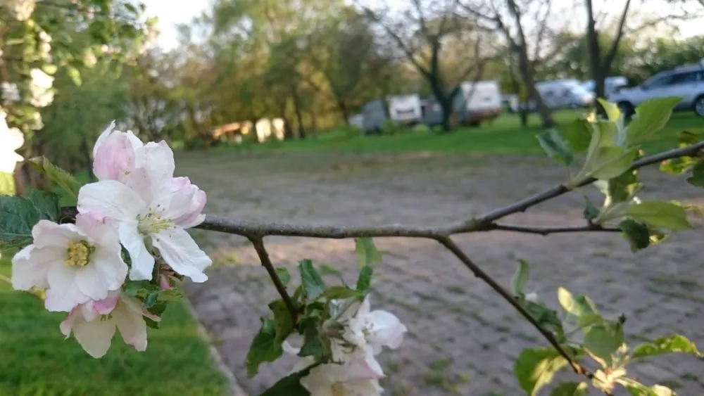 Minicamping Brinkman