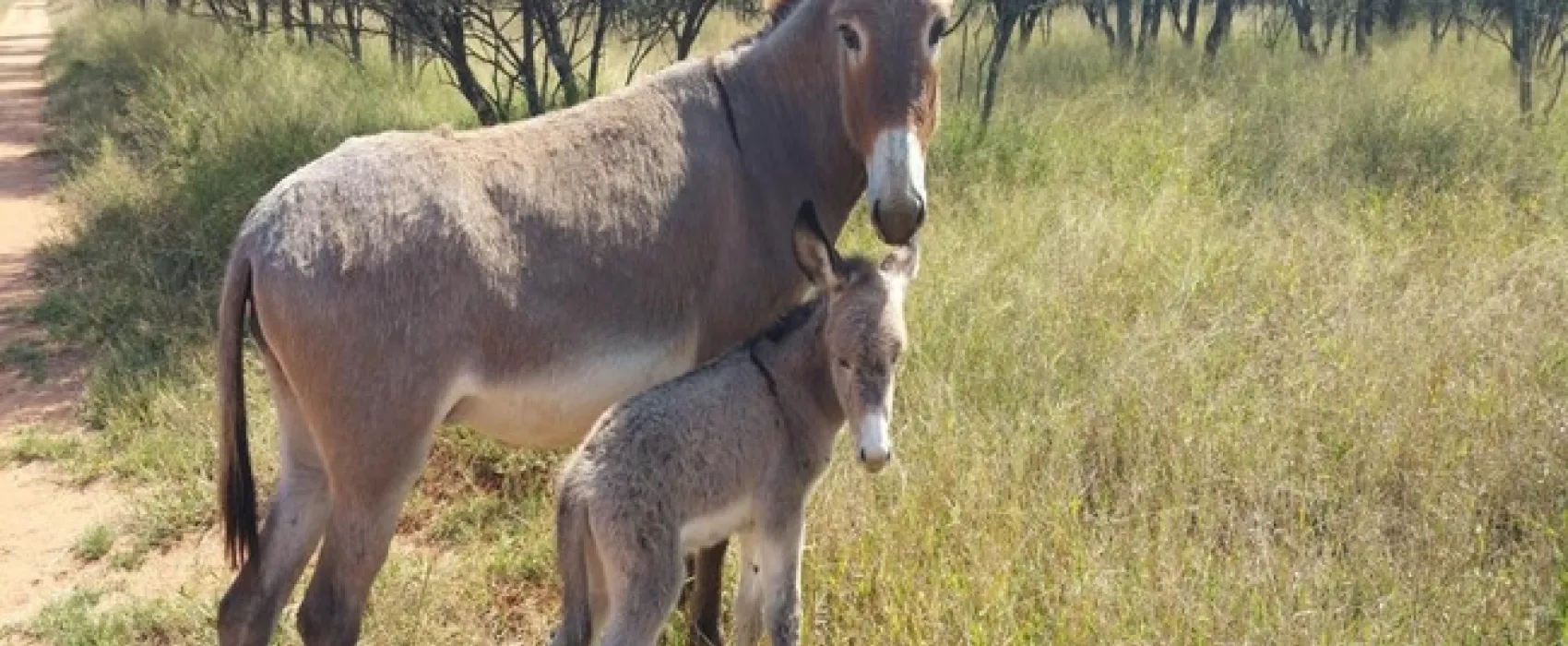 Grootgeluk Bush Camp