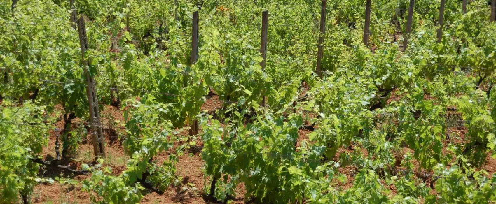 Agricampeggio Bioelba