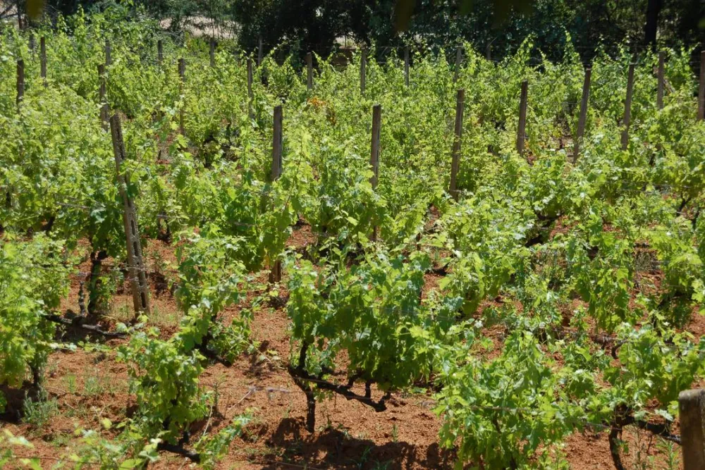 Agricampeggio Bioelba