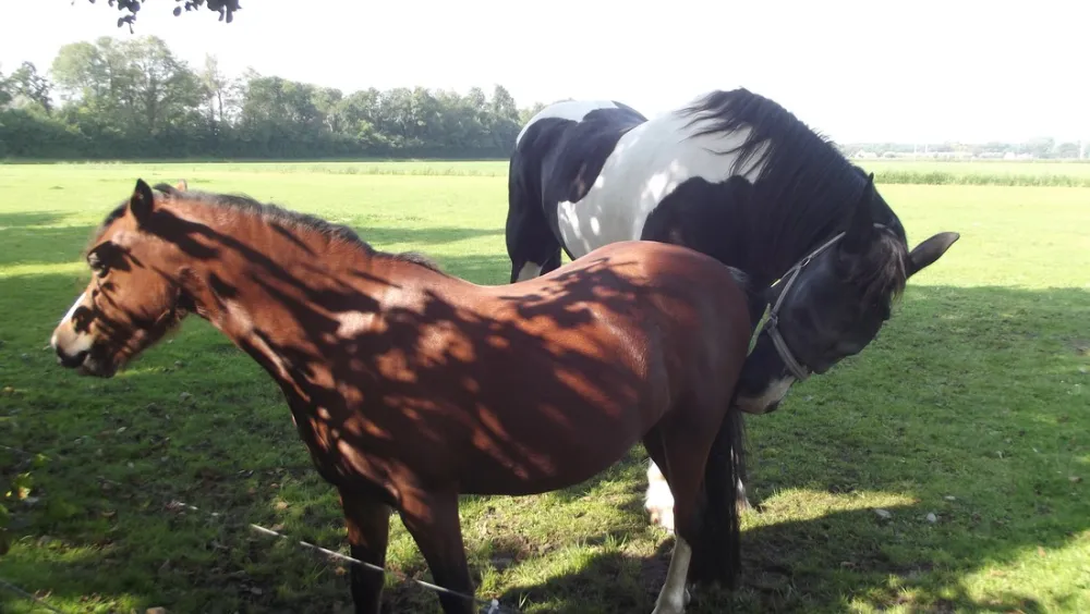 Minicamping De Tien Morgen