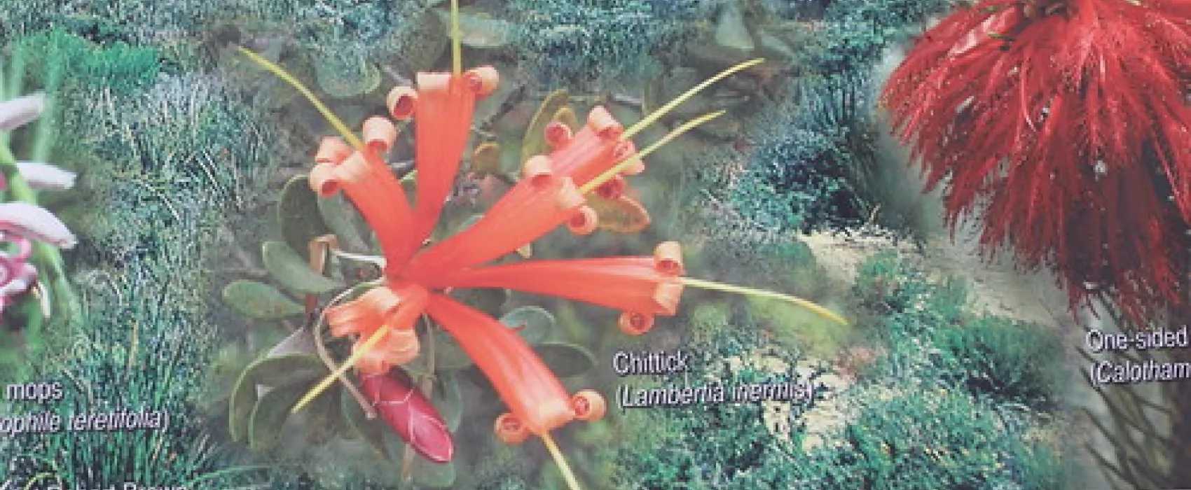 Lucky Bay Campground