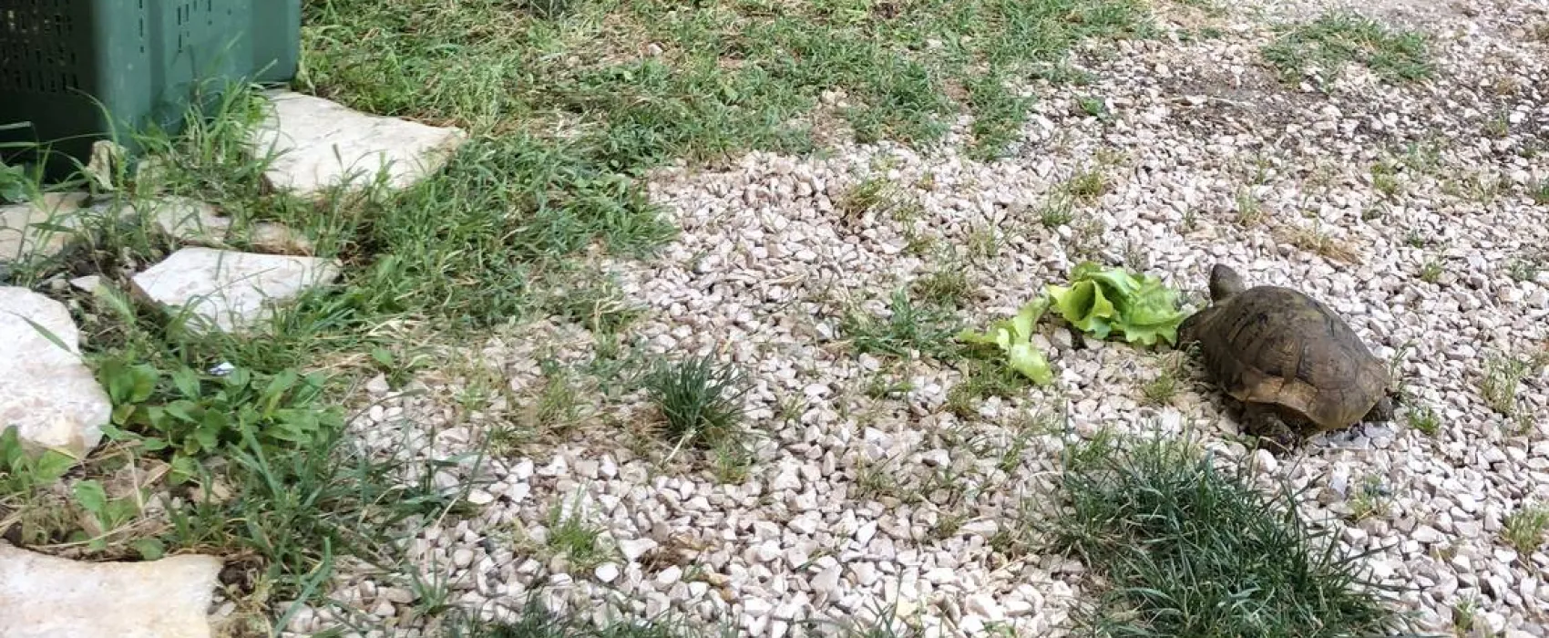 Skradinske Delicije(National Park KRKA )