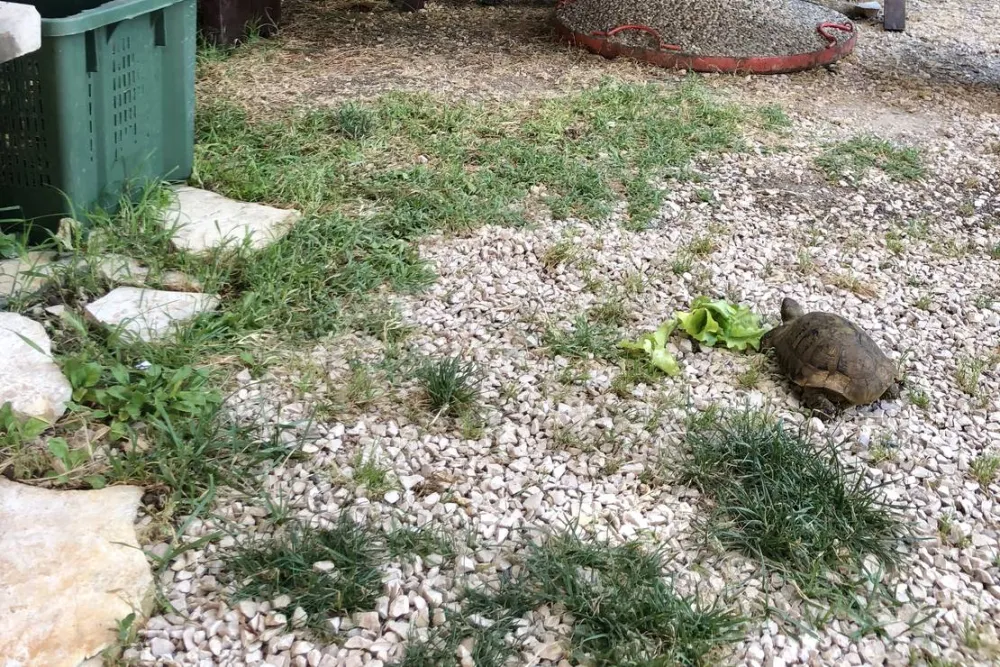 Skradinske Delicije(National Park KRKA )
