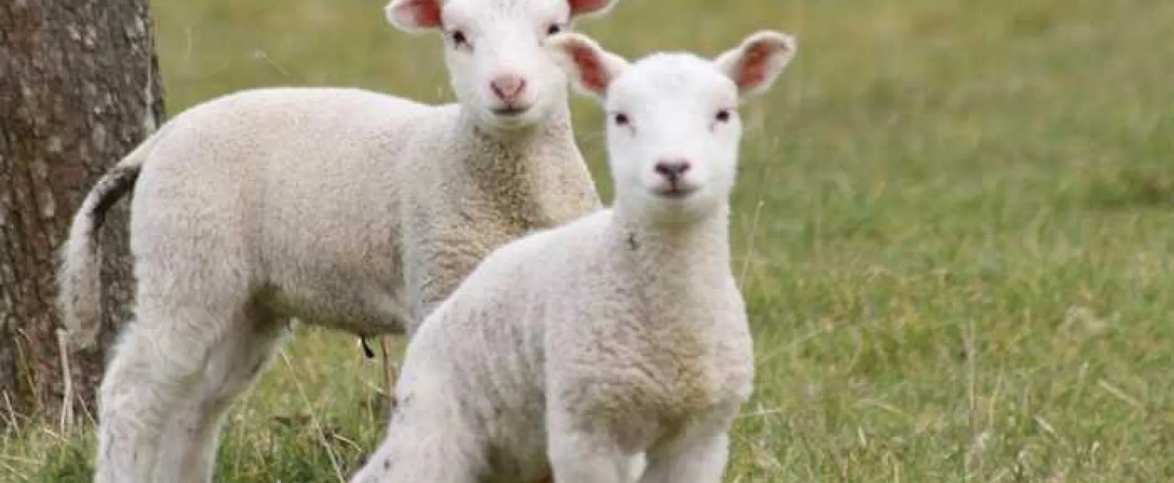 Orchard Farm Luxury Glamping and Campsite