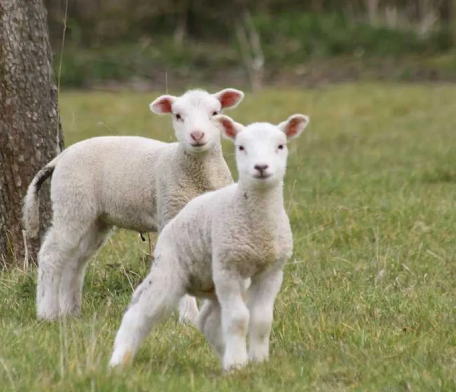 Orchard Farm Luxury Glamping and Campsite