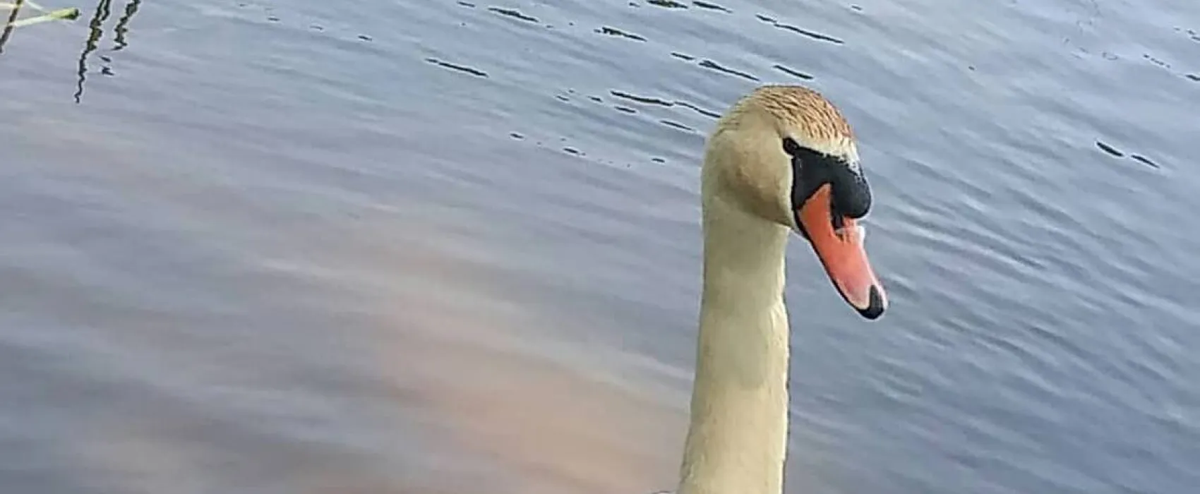 Camping Pioneer/ Кемпинг Пионер