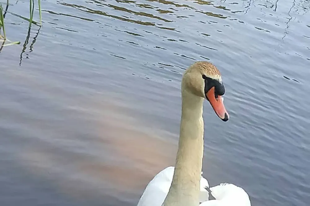 Camping Pioneer/ Кемпинг Пионер