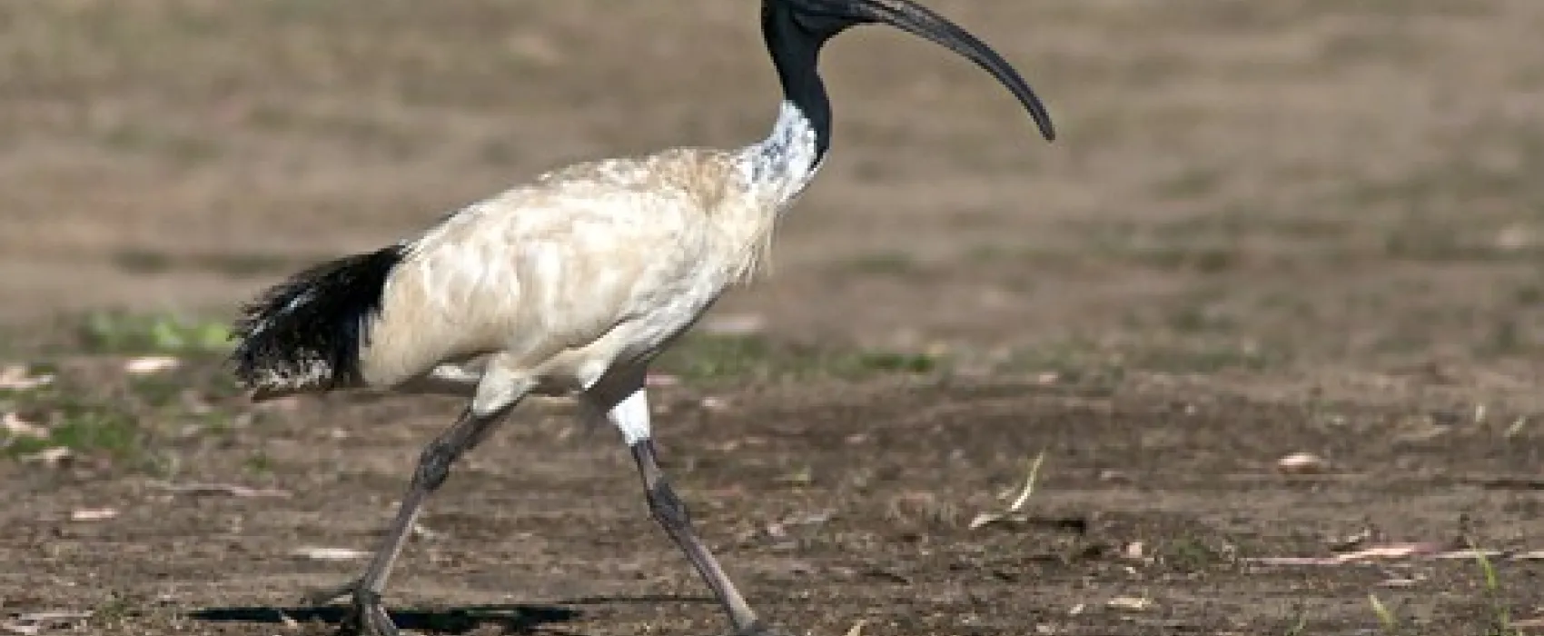 Forges Beach Campground