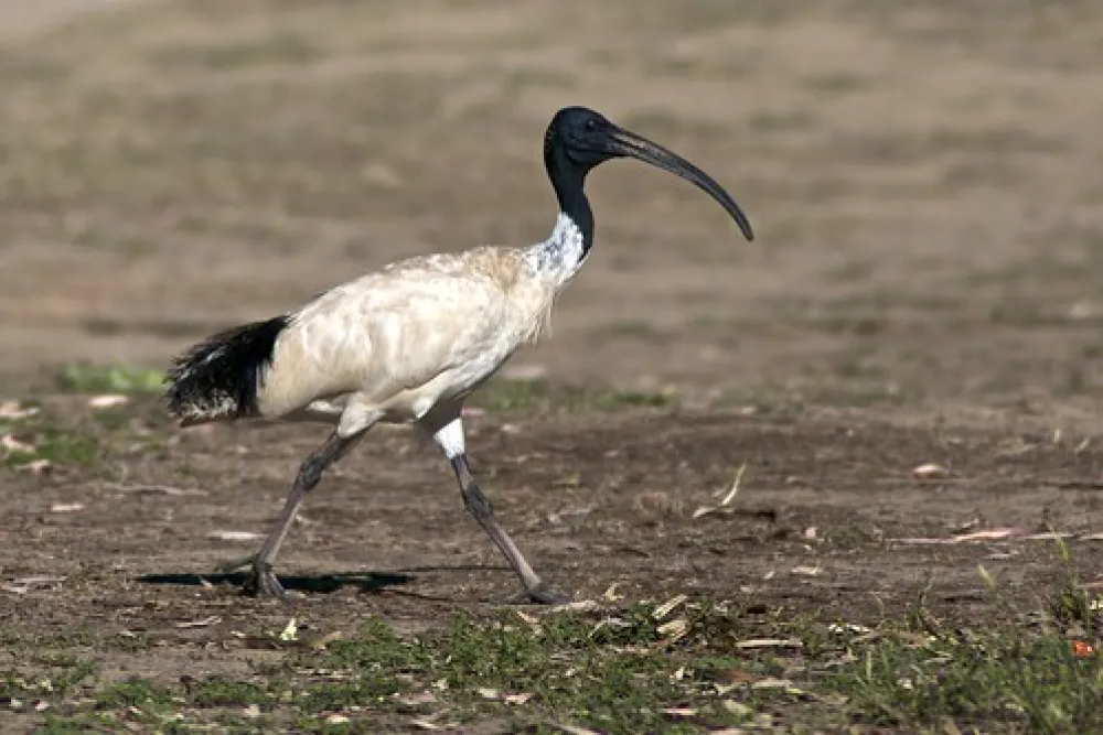 Forges Beach Campground