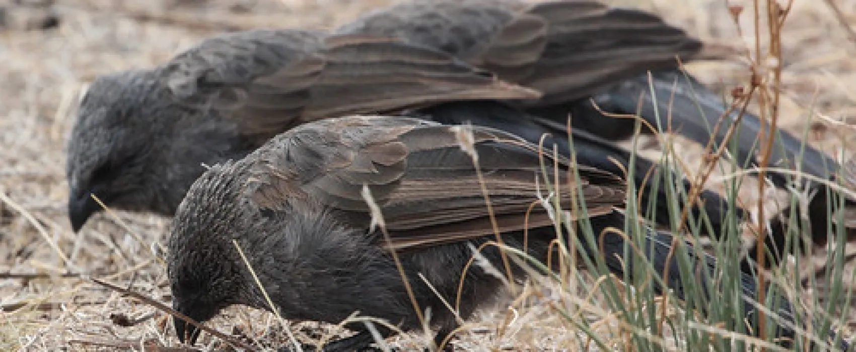 Lake Hattah Campground