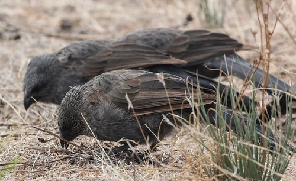 Lake Hattah Campground
