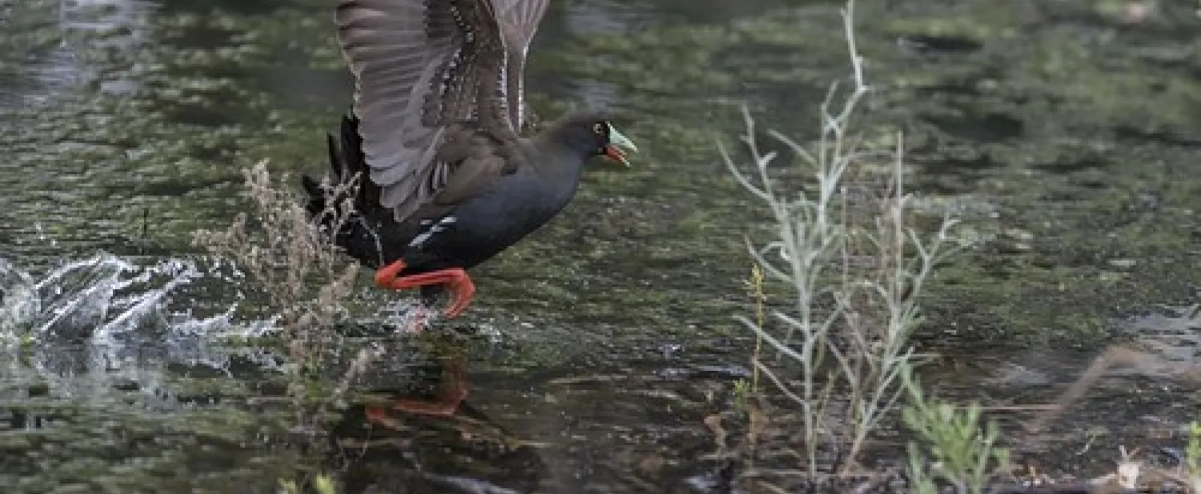 Lake Hattah Campground