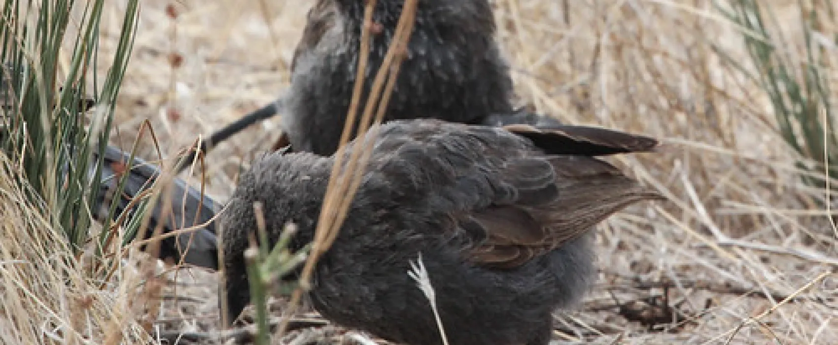 Lake Hattah Campground