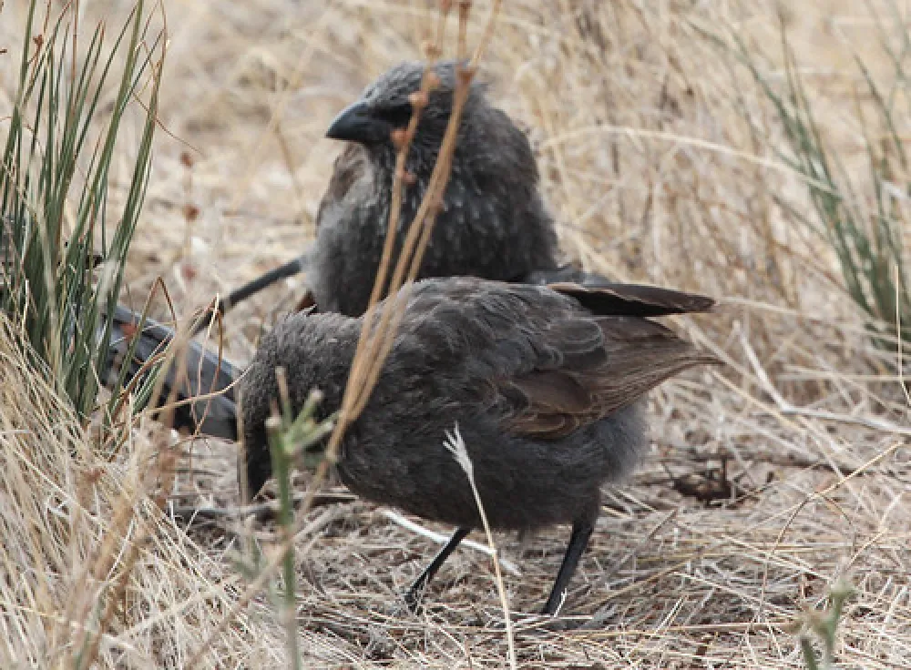 Lake Hattah Campground