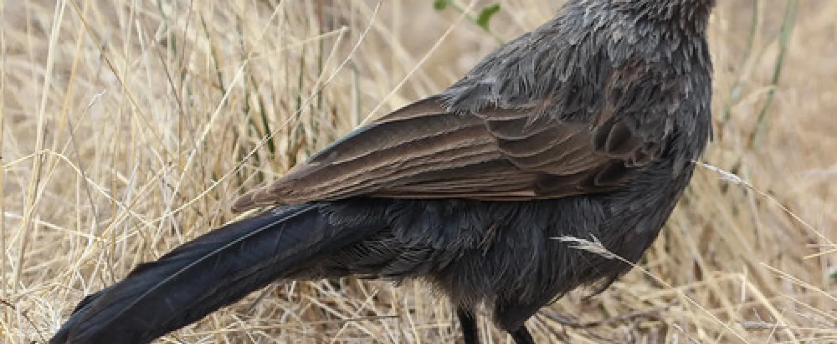 Lake Hattah Campground