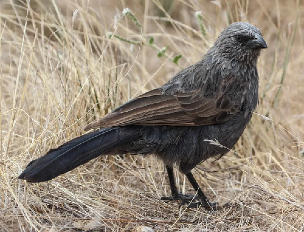 Lake Hattah Campground