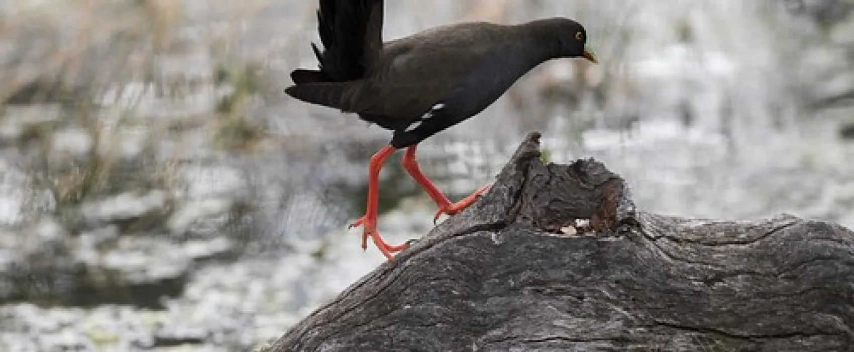 Lake Hattah Campground
