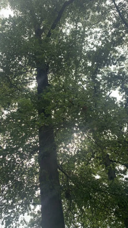 Whittington Woods Campground