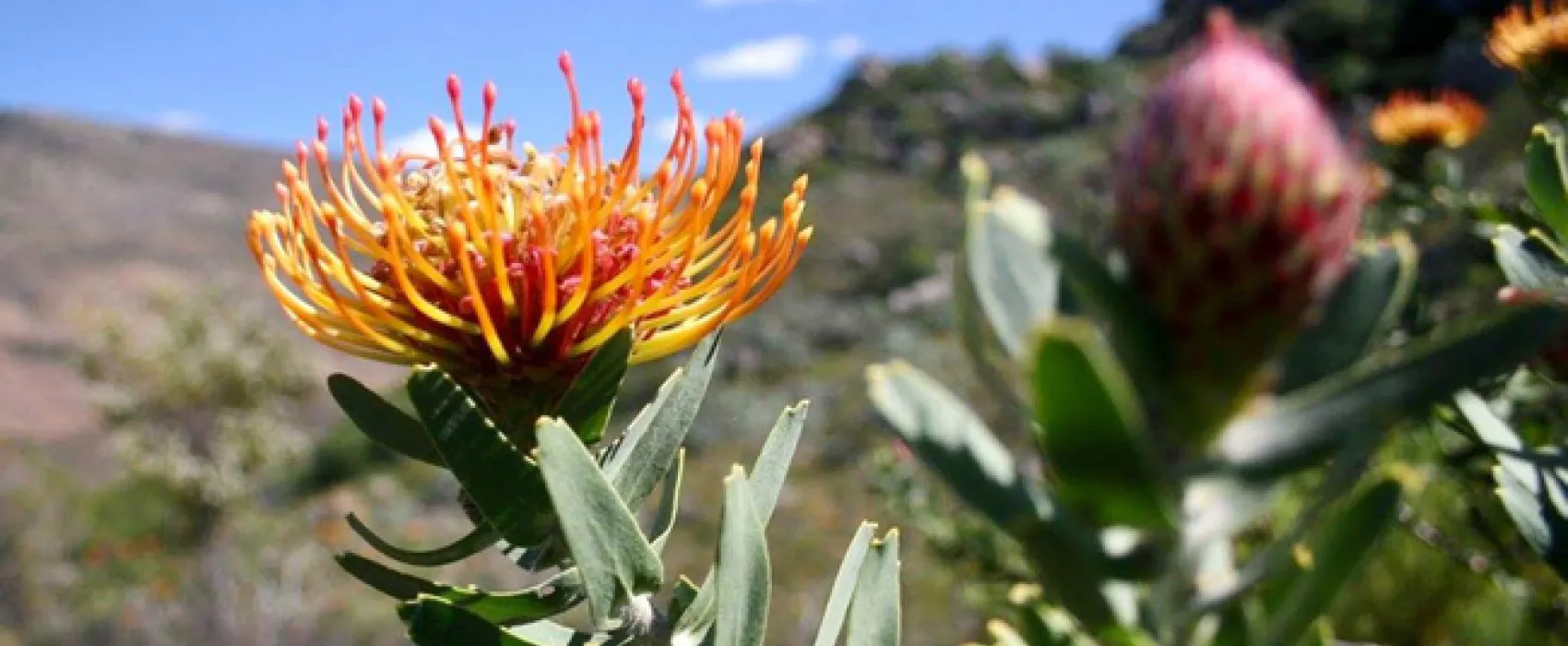 Leopard Valley Glamping
