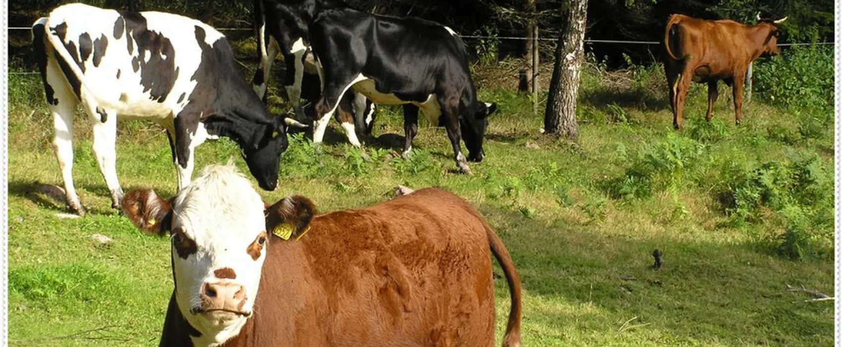 Målsånna Camping Park