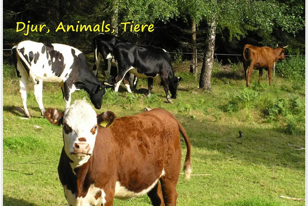 Målsånna Camping Park