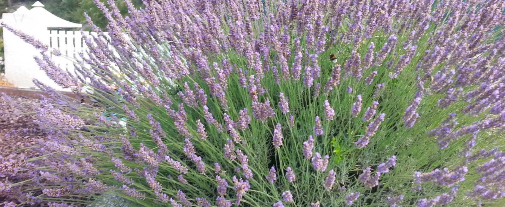 Domaine Naturiste l'Origan