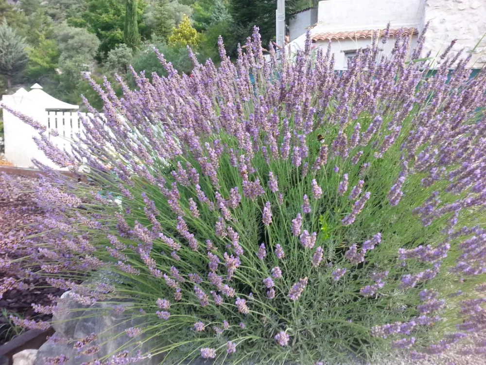 Domaine Naturiste l'Origan