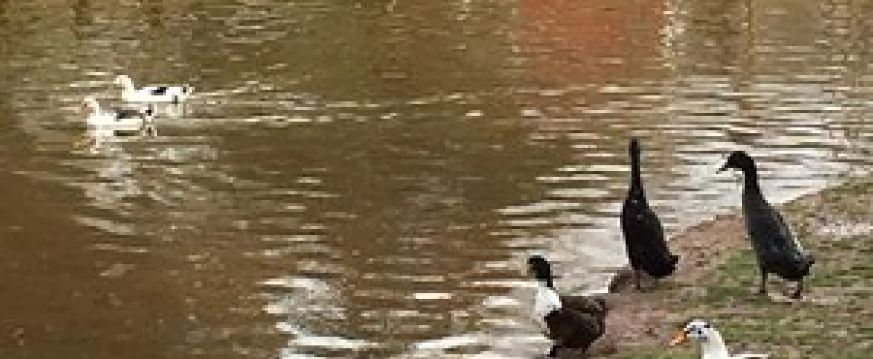 Cedar Lake Campground