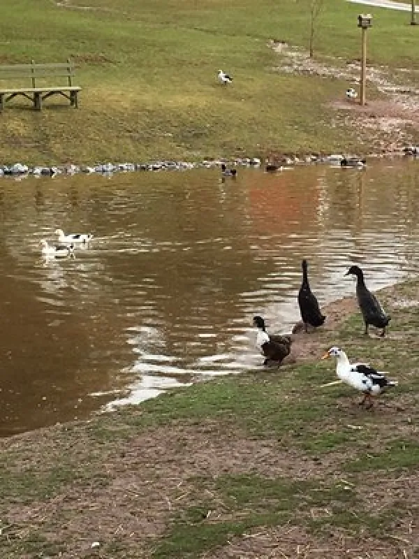Cedar Lake Campground