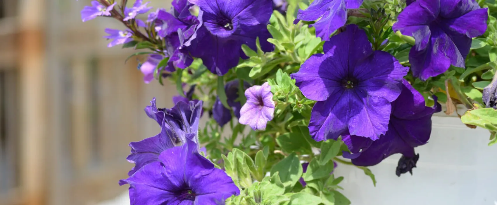 Ljuvadal Camping & Upplevelser