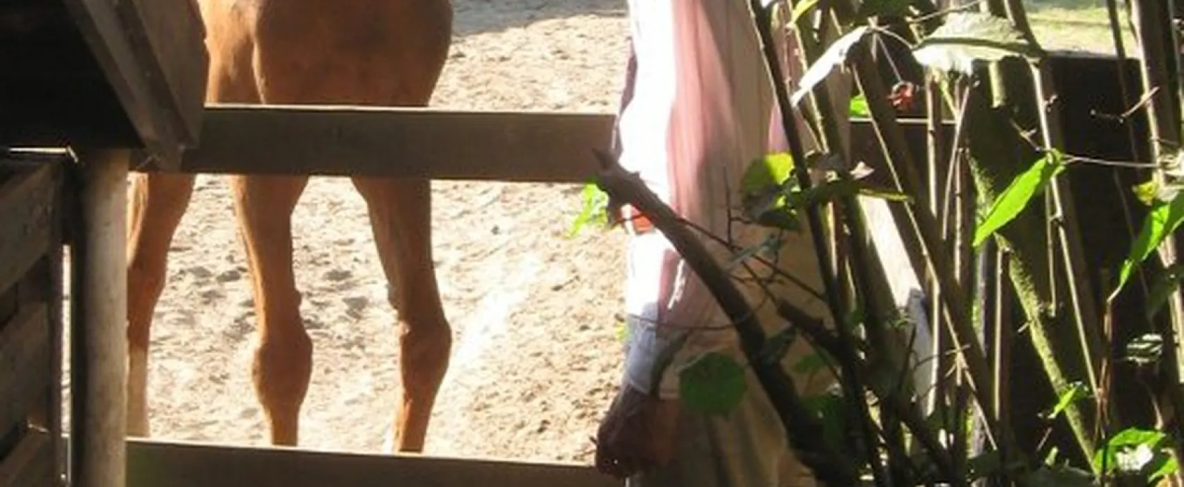 Minicamping 't Haldert